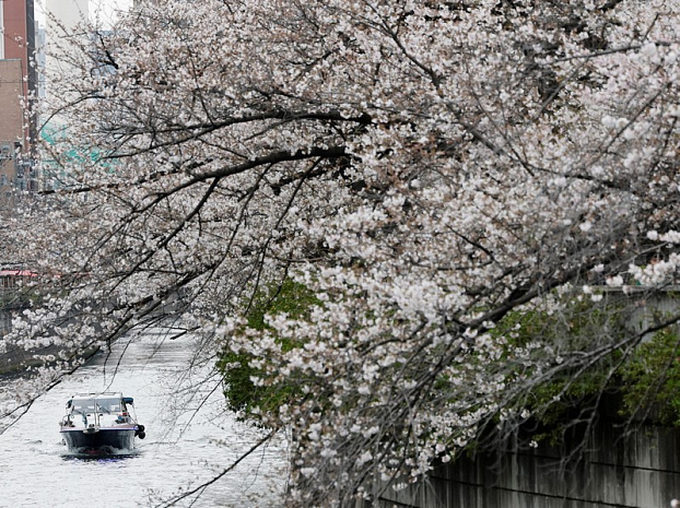 япония, сакура, цветение