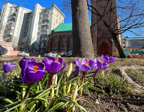 москва, весна, парки, подснежники, крокусы
