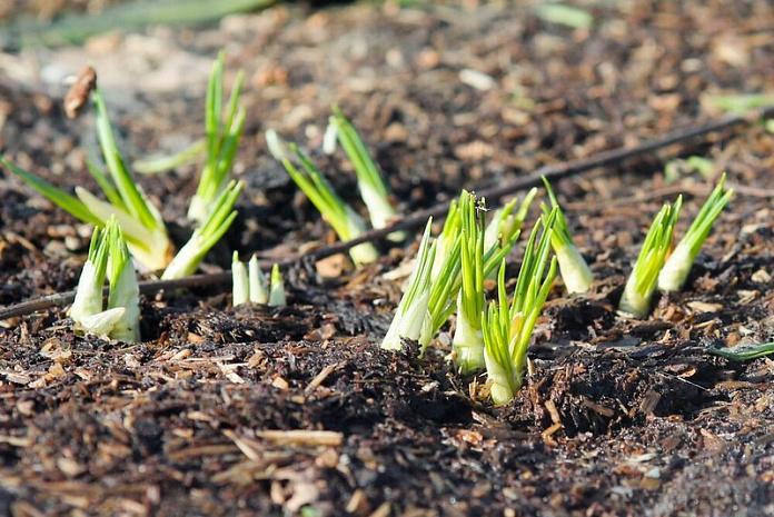 россия, москва, погода, весна, тепло