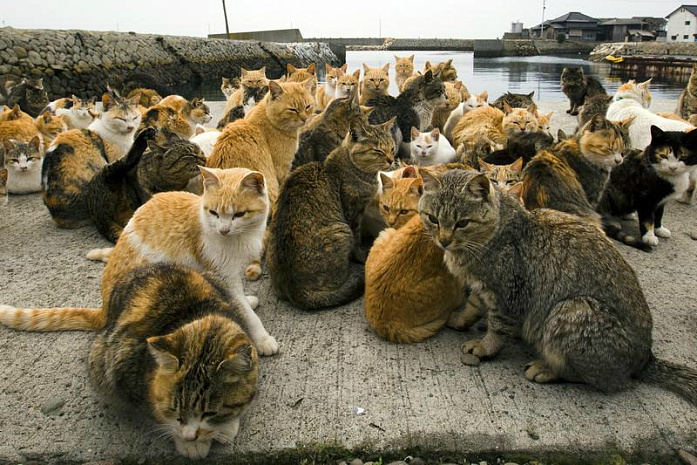 япония, остров, животные, кошки