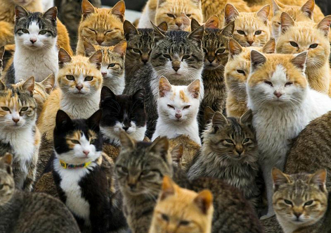 япония, остров, животные, кошки