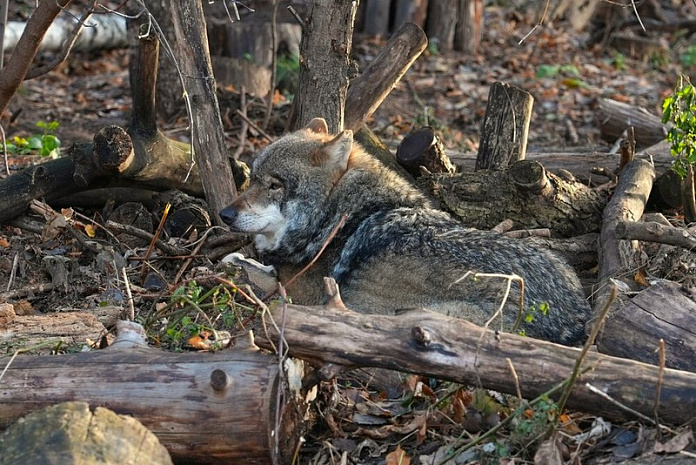 москва, зоопарк, пополнение, волк, амурский тигр