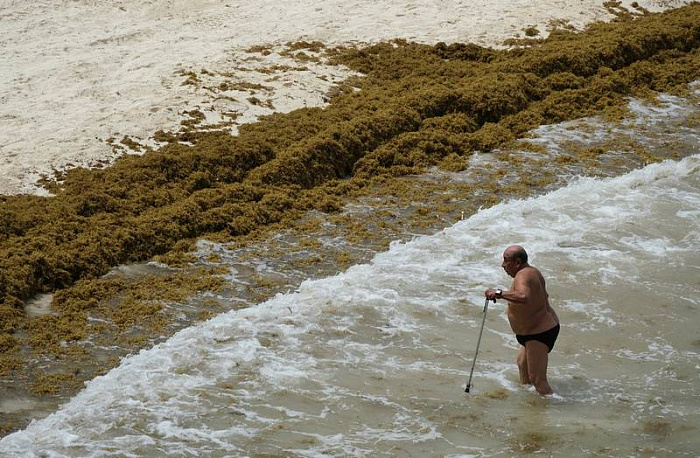 мексика, пляжи, саргассы, водоросли