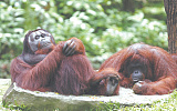 Китайская ГЭС нарушит покой орангутангов в Индонезии