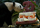 В зоопарке Гонконга панда отпраздновала день рождения