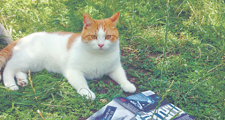 проза, переводы, издательство, феминизм