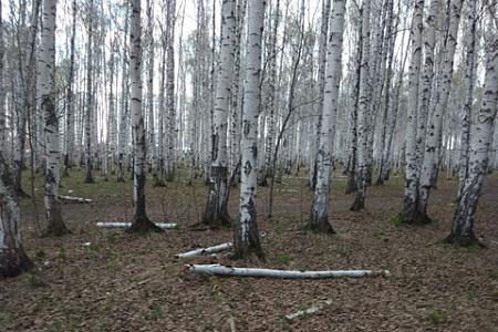 Екатеринбург, протесты, Березовая роща, Александр Высокинский, храм, уничтожение скверов, зеленый протест, вырубка деревьев, активисты, горожане, пожар, поджог, Атомстройкомплекс, суд, Владимир Путин, Валерий Ананьев, застройка, Вероника Лазарева