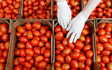 Российские помидоры вытесняют украинские с рынка Молдавии... 