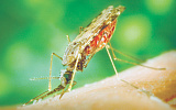 Малярийный укус комара рода Анофелес