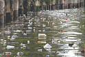 <b>Загрязнение</b> пластиком – это "планетарное цунами"