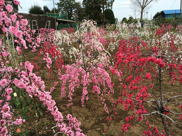 япония, фудзияма, суши, сумо, люди