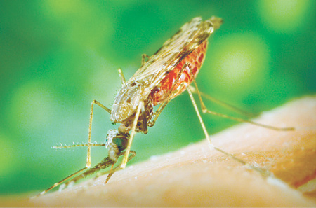 инфекционное заболевание, малярия, возбудитель, диагностика, статистика заболеваний в рф, профилактика