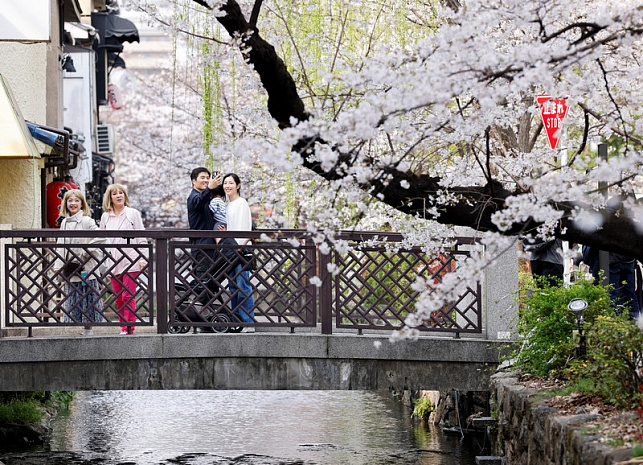 япония, сакура, цветение