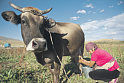 Президент Киргизии посоветовал населению разводить коров