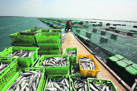 тайвань, морепродукты, рыба, экология, климат
