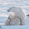 Исследуя белого медведя