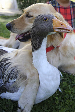 дружба, животные, гусь, пес