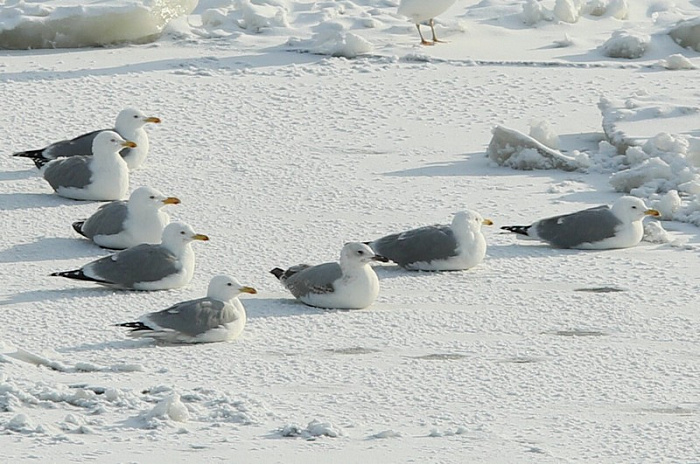 россия, москва, погода, холода