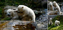 Двойняшкам белого медведя дали имена