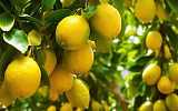 Россиянам все равно, где выращены лимоны