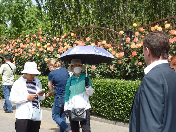 китай, пекин, цветы, весна