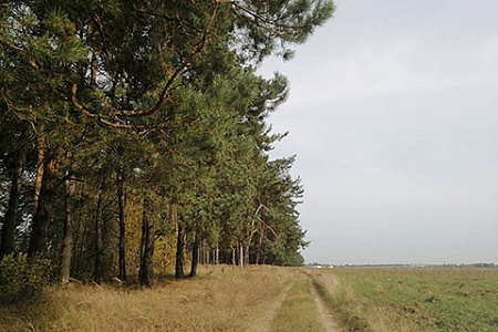 лес, охрана, рубка, лесовладельцы, сельхозземли
