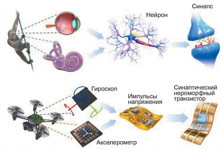 нейросети, технологии, биология