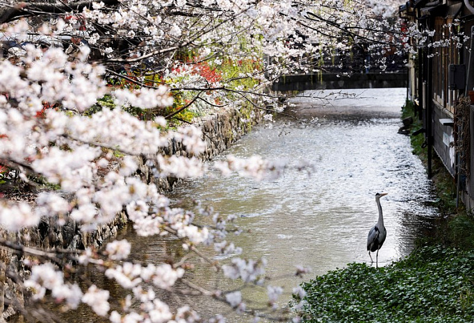 япония, сакура, цветение