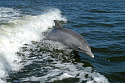 Как защитить черноморских дельфинов
