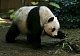 В зоопарке Гонконга панда отпраздновала день рождения