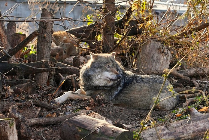 москва, зоопарк, пополнение, волк, амурский тигр