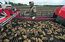В России заметили признаки картофельного кризиса