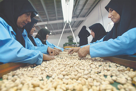 Центральная Азия и Россия останутся без иранских фисташек