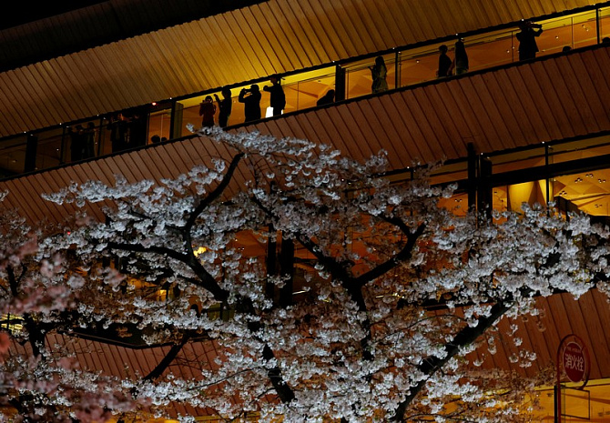 япония, сакура, цветение