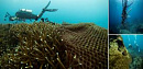 Дайверы спасают кораллы у берегов Таиланда