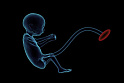 РПЦ хочет наделить эмбрионы <b>права</b>ми  и обязанностями
