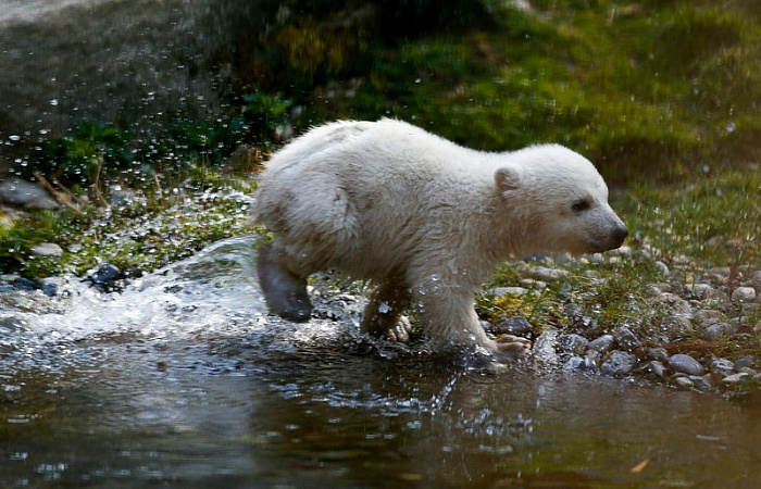 животные, белые медведи