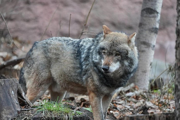 москва, зоопарк, пополнение, волк, амурский тигр