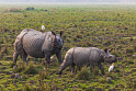 Белый носорог родится от умершего самца