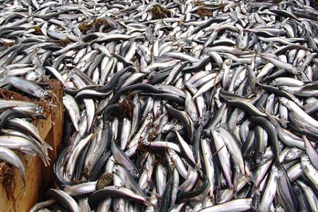 росрыболовство, рыба, промыщленность, продукты, рыболовство