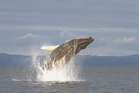 гидрогеологи, изучение редких животных, серые киты, охотское море, поддержка роснефти