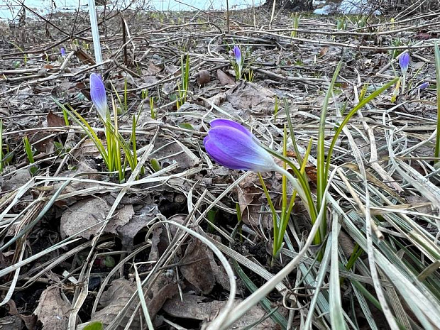 москва, весна, парки, подснежники, крокусы