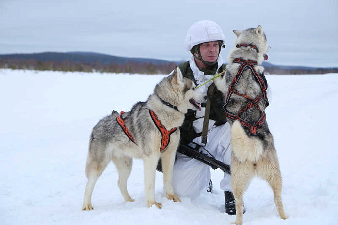 россия, армия, северный флот, хаски