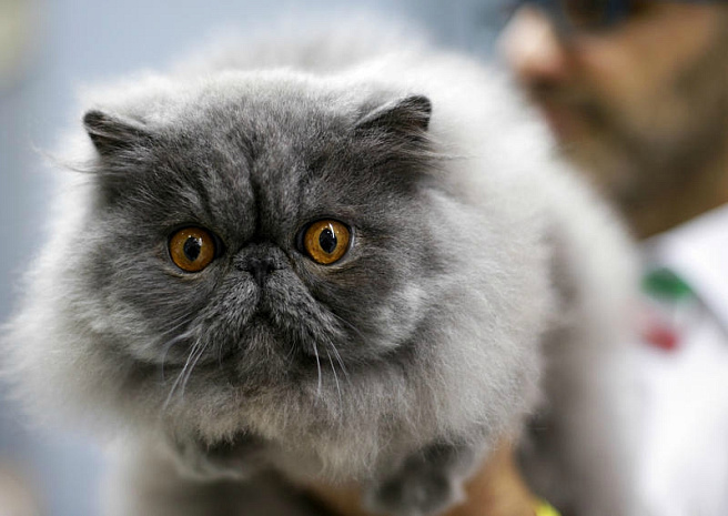 рим, кошки, выставка