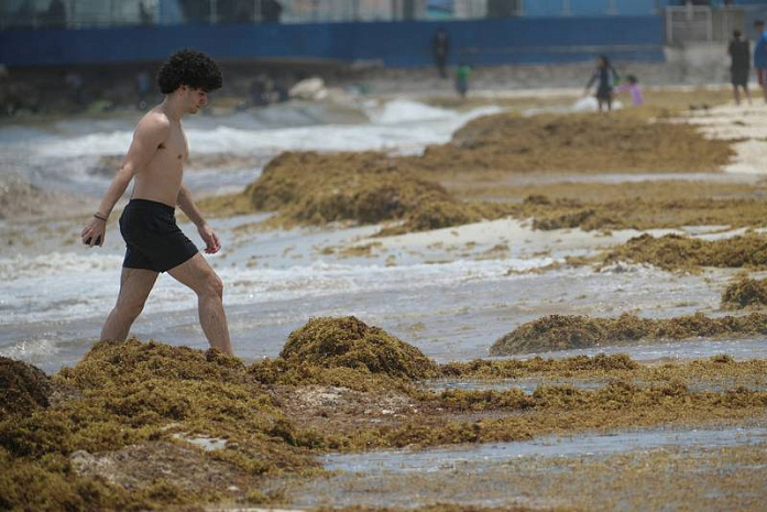 мексика, пляжи, саргассы, водоросли