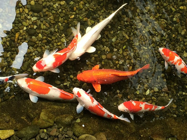 япония, фудзияма, суши, сумо, люди