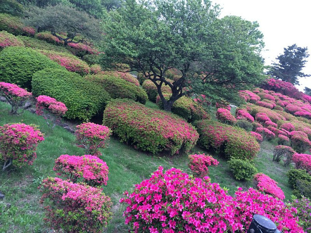 япония, фудзияма, суши, сумо, люди