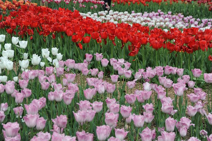 россия, крым, никитский ботанический сад, тюльпаны, парад