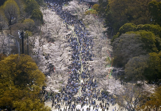 япония, сакура, цветение