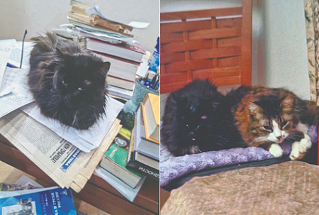 люди, животные, кошки, наблюдения за поведением, предстоящая утрата, взаимная привязанность, духовное просветление, тайны божественного, филосов бердяев, кот мур, диалекткиа жизни и смерти